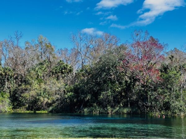 Florida Trail Section Hike: Springs & Forests - Image 5