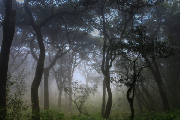 Sri Lanka Pekoe Trail: Hike Through Lush Tea Country - Image 4