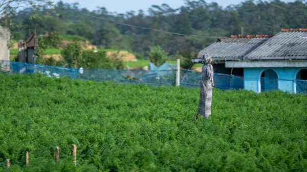 Sri Lanka Pekoe Trail: Hike Through Lush Tea Country - Image 6