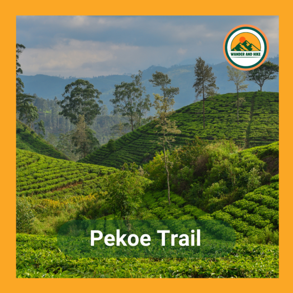 Lush green tea plantations covering rolling hills in Sri Lanka, characteristic of the Pekoe Trail. Text 'Pekoe Trail' and Wander and Hike logo included.
